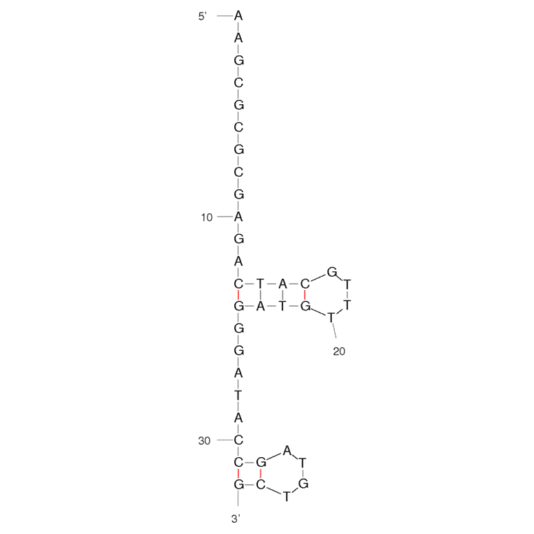 Secondary Structure - Anti-3,3,4,4-tetrachlorobiphenyl Aptamer (Biotin) (A320878) - Antibodies.com