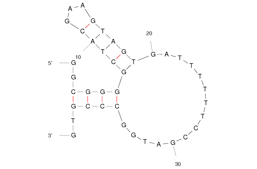 Secondary Structure - Anti-3,3,4,4-tetrachlorobiphenyl Aptamer (Biotin) (A320879) - Antibodies.com