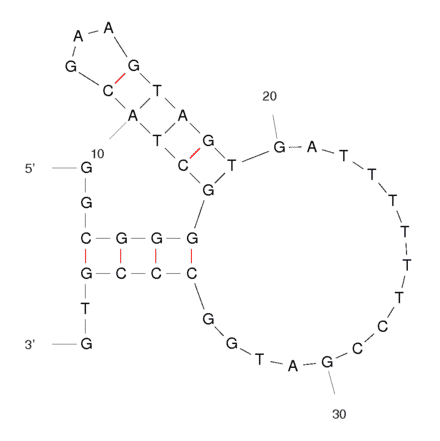 Secondary Structure - Anti-3,3,4,4-tetrachlorobiphenyl Aptamer (Biotin) (A320879) - Antibodies.com