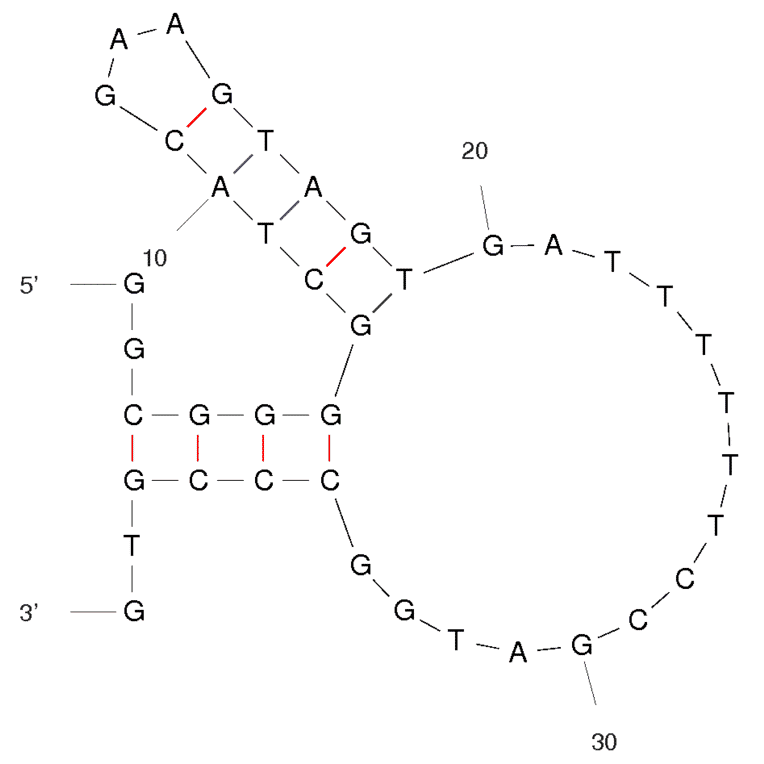 Secondary Structure - Anti-3,3,4,4-tetrachlorobiphenyl Aptamer (Biotin) (A320879) - Antibodies.com