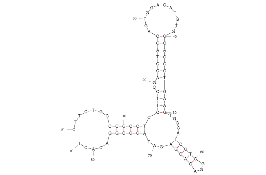Secondary Structure - Anti-Catalase (Bovine) Aptamer (Biotin) (A320880) - Antibodies.com