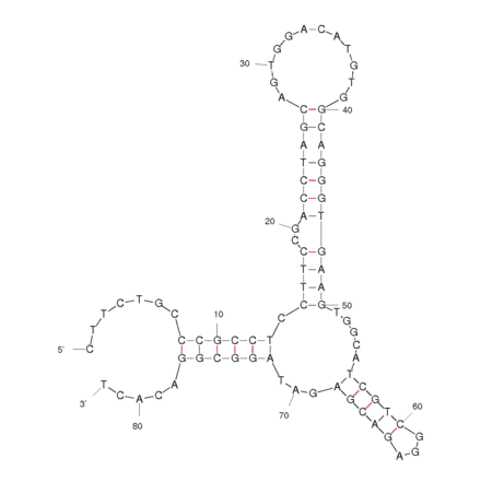 Secondary Structure - Anti-Catalase (Bovine) Aptamer (Biotin) (A320880) - Antibodies.com