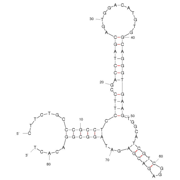 Secondary Structure - Anti-Catalase (Bovine) Aptamer (Biotin) (A320880) - Antibodies.com