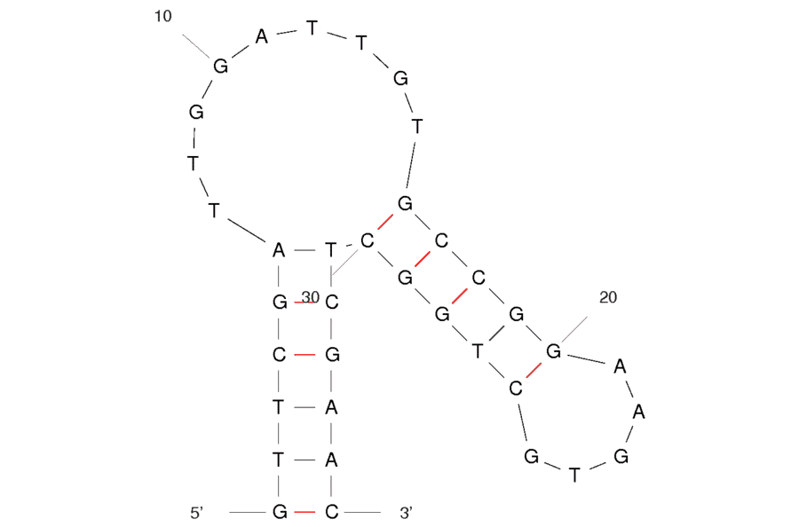 Secondary Structure - Anti-Lactate Dehydrogenase Aptamer [pL1] (Biotin) (A320881) - Antibodies.com