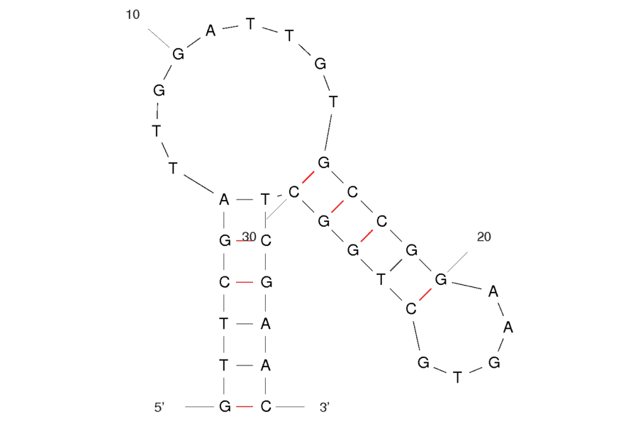 Secondary Structure - Anti-Lactate Dehydrogenase Aptamer [pL1] (Biotin) (A320882) - Antibodies.com