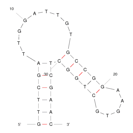 Secondary Structure - Anti-Lactate Dehydrogenase Aptamer [pL1] (Biotin) (A320882) - Antibodies.com