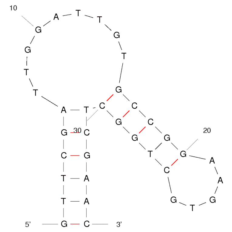 Secondary Structure - Anti-Lactate Dehydrogenase Aptamer [pL1] (Biotin) (A320882) - Antibodies.com