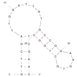 Secondary Structure - Anti-Lactate Dehydrogenase Aptamer [pL1] (Biotin) (A320882) - Antibodies.com