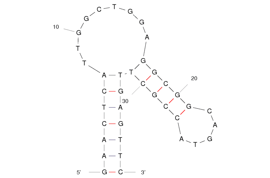Secondary Structure - Anti-Lactate Dehydrogenase Aptamer [pL2] (Biotin) (A320883) - Antibodies.com