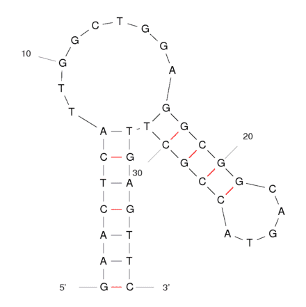 Secondary Structure - Anti-Lactate Dehydrogenase Aptamer [pL2] (Biotin) (A320883) - Antibodies.com