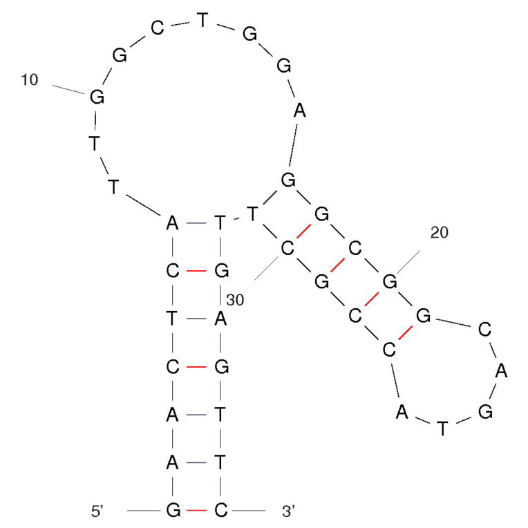 Secondary Structure - Anti-Lactate Dehydrogenase Aptamer [pL2] (Biotin) (A320883) - Antibodies.com