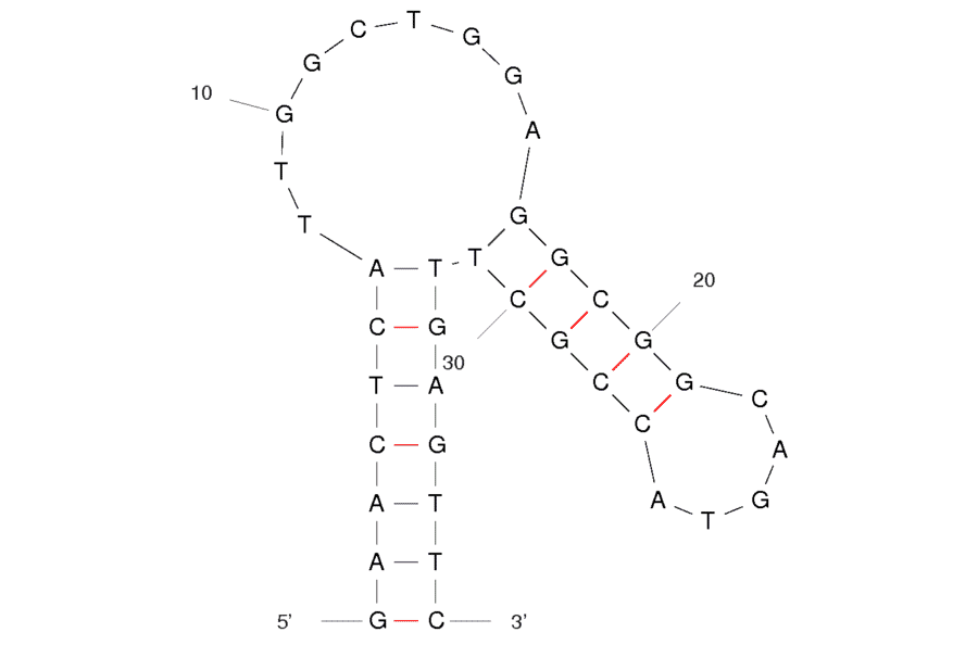 Secondary Structure - Anti-Lactate Dehydrogenase Aptamer [pL2] (Biotin) (A320884) - Antibodies.com