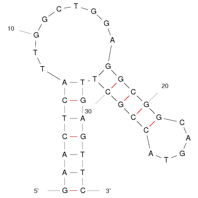 Secondary Structure - Anti-Lactate Dehydrogenase Aptamer [pL2] (Biotin) (A320884) - Antibodies.com