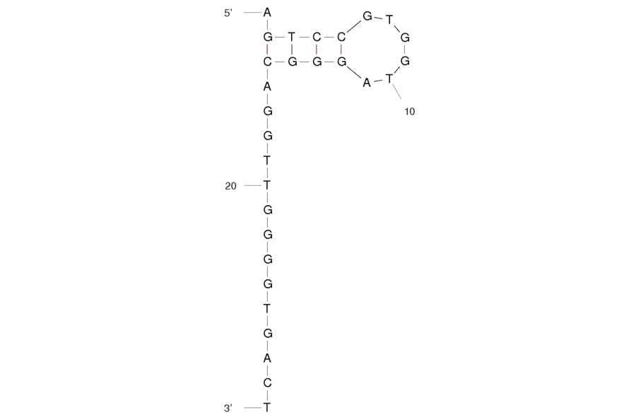 Secondary Structure - Anti-Thrombin Aptamer (Biotin) (A320885) - Antibodies.com