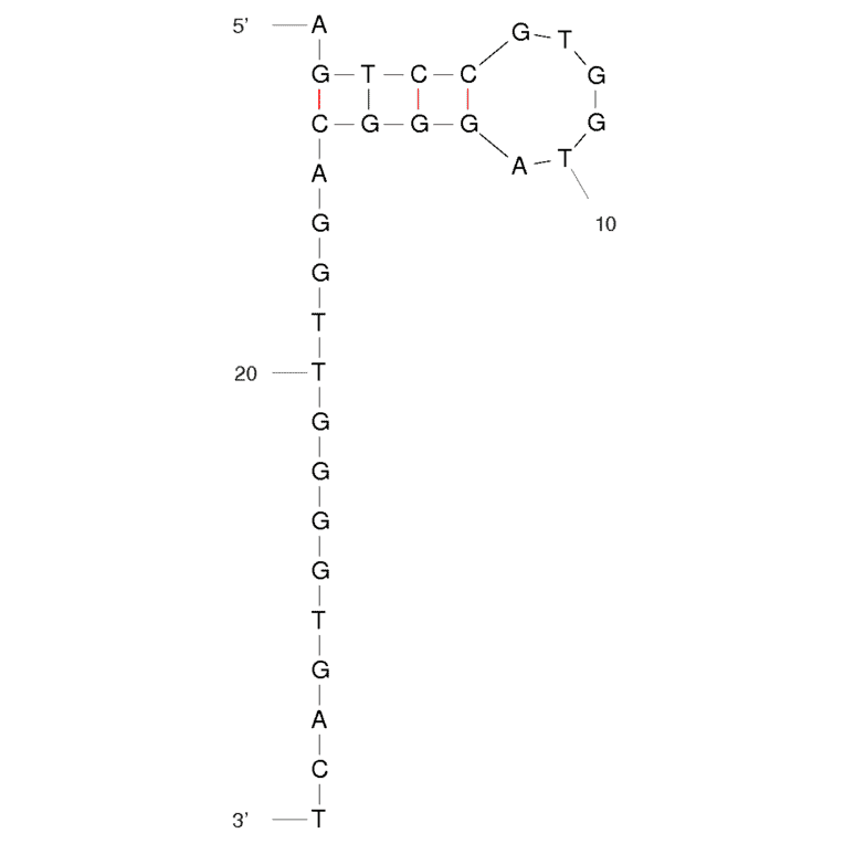 Secondary Structure - Anti-Thrombin Aptamer (Biotin) (A320885) - Antibodies.com