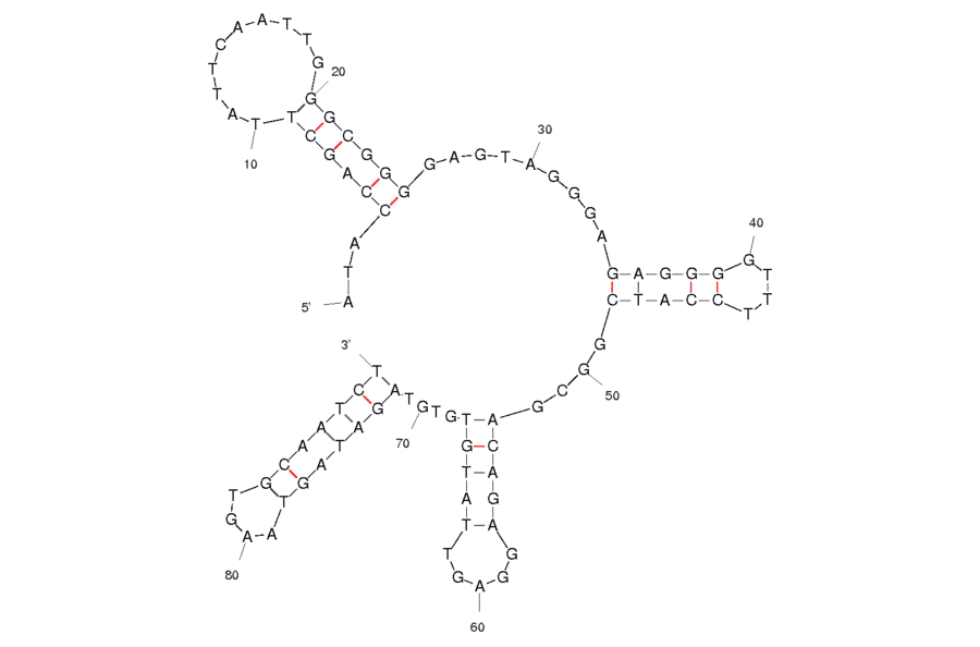 Secondary Structure - Anti-HPV HF Cells Aptamer [14] (Biotin) (A320886) - Antibodies.com