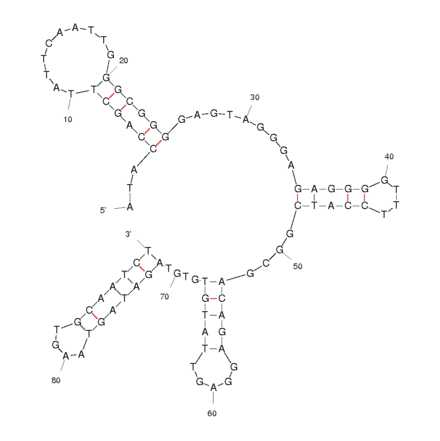 Secondary Structure - Anti-HPV HF Cells Aptamer [14] (Biotin) (A320886) - Antibodies.com