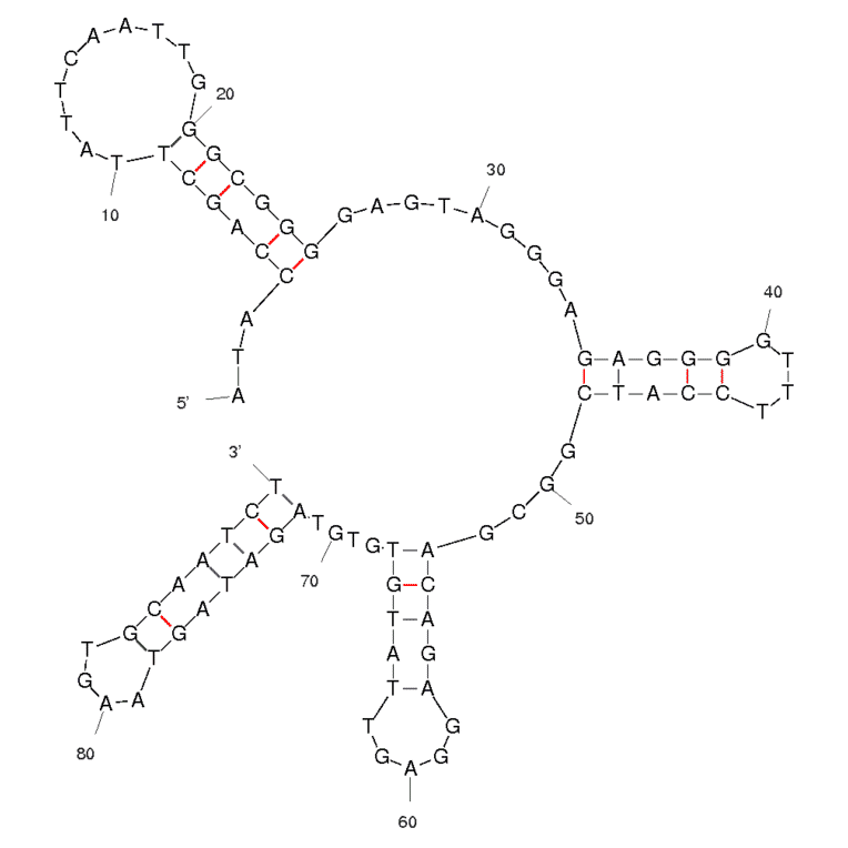 Secondary Structure - Anti-HPV HF Cells Aptamer [14] (Biotin) (A320886) - Antibodies.com