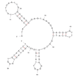 Secondary Structure - Anti-HPV HF Cells Aptamer [14] (Biotin) (A320886) - Antibodies.com