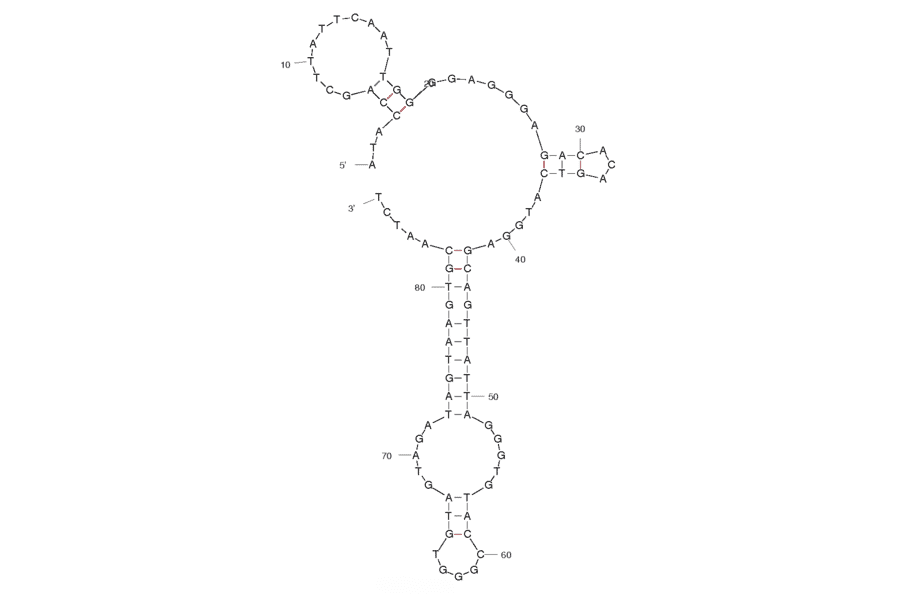 Secondary Structure - Anti-HPV HF Cells Aptamer [20] (Biotin) (A320887) - Antibodies.com
