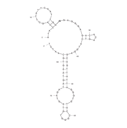 Secondary Structure - Anti-HPV HF Cells Aptamer [20] (Biotin) (A320887) - Antibodies.com