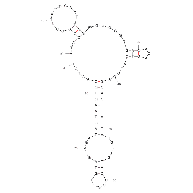 Secondary Structure - Anti-HPV HF Cells Aptamer [20] (Biotin) (A320887) - Antibodies.com