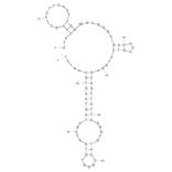 Secondary Structure - Anti-HPV HF Cells Aptamer [20] (Biotin) (A320887) - Antibodies.com