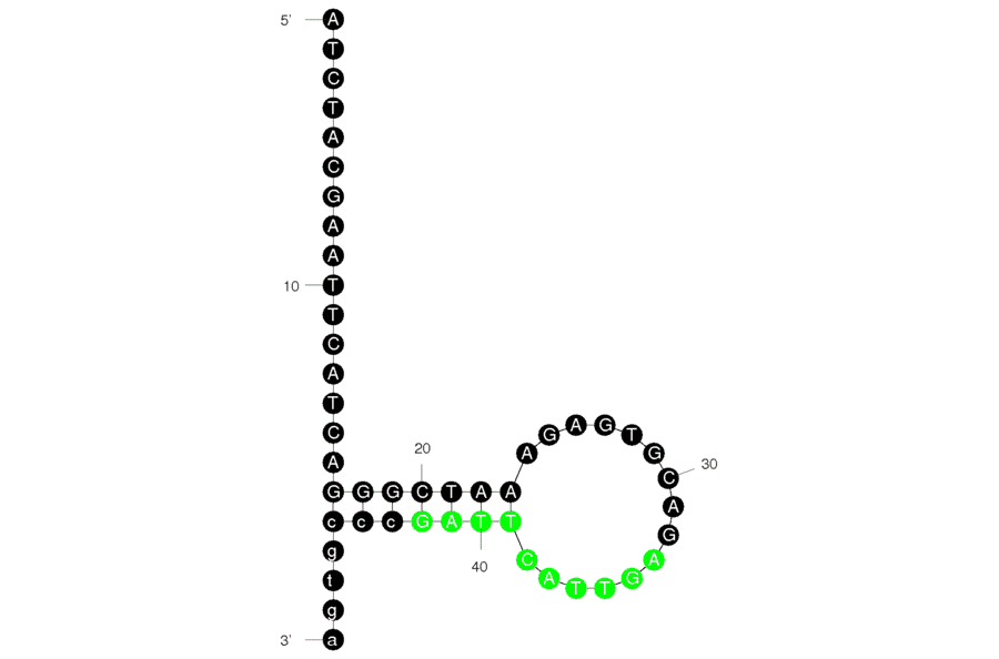 Secondary Structure - Anti-Lysozyme Aptamer [Part of Lysozyme Aptasensor] (Biotin) (A320888) - Antibodies.com