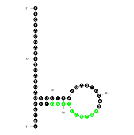 Secondary Structure - Anti-Lysozyme Aptamer [Part of Lysozyme Aptasensor] (Biotin) (A320888) - Antibodies.com
