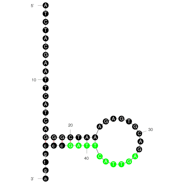 Secondary Structure - Anti-Lysozyme Aptamer [Part of Lysozyme Aptasensor] (Biotin) (A320888) - Antibodies.com