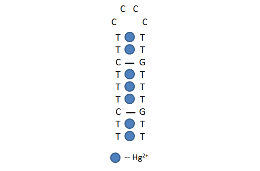 Secondary Structure - Anti-Mercury II / Hg2+ Aptamer (Biotin) (A320889) - Antibodies.com