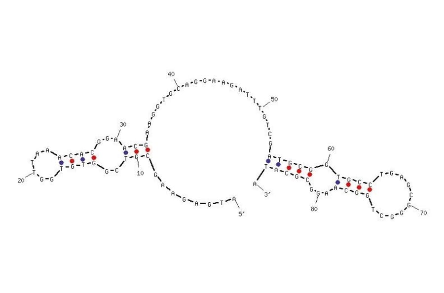 Secondary Structure - Anti-3T3-L1 Adipocytes Aptamer [adipo-8] (Biotin) (A320890) - Antibodies.com