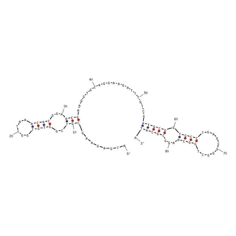 Secondary Structure - Anti-3T3-L1 Adipocytes Aptamer [adipo-8] (Biotin) (A320890) - Antibodies.com