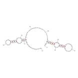 Secondary Structure - Anti-3T3-L1 Adipocytes Aptamer [adipo-8] (Biotin) (A320890) - Antibodies.com