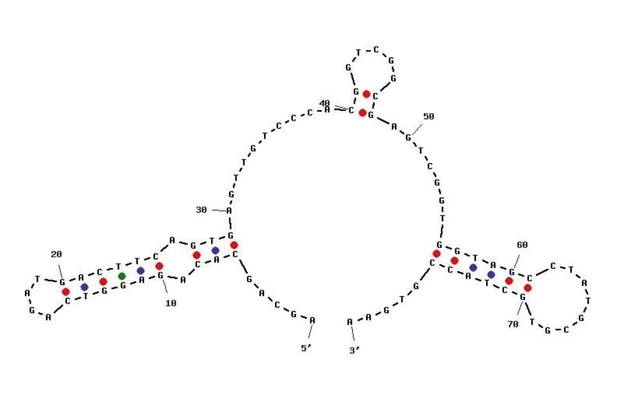 Secondary Structure - Anti-Chloramphenicol Aptamer [c7] (Biotin) (A320892) - Antibodies.com