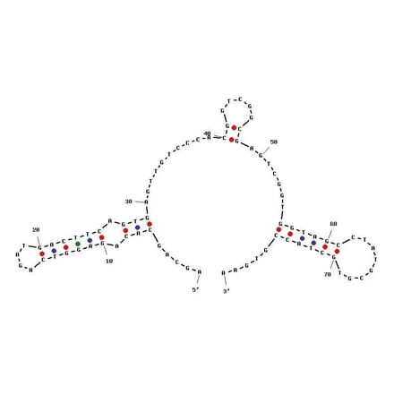 Secondary Structure - Anti-Chloramphenicol Aptamer [c7] (Biotin) (A320892) - Antibodies.com