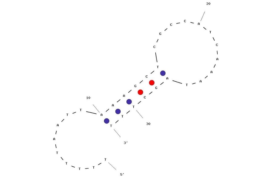 Secondary Structure - Anti-PSA Aptamer [PSap4#5] (Biotin) (A320893) - Antibodies.com