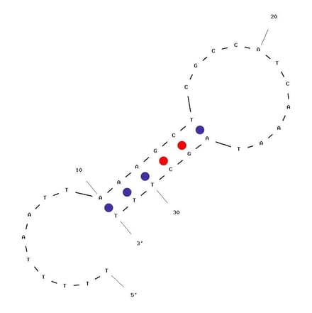 Secondary Structure - Anti-PSA Aptamer [PSap4#5] (Biotin) (A320893) - Antibodies.com