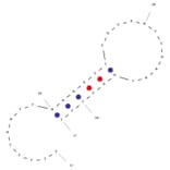 Secondary Structure - Anti-PSA Aptamer [PSap4#5] (Biotin) (A320893) - Antibodies.com