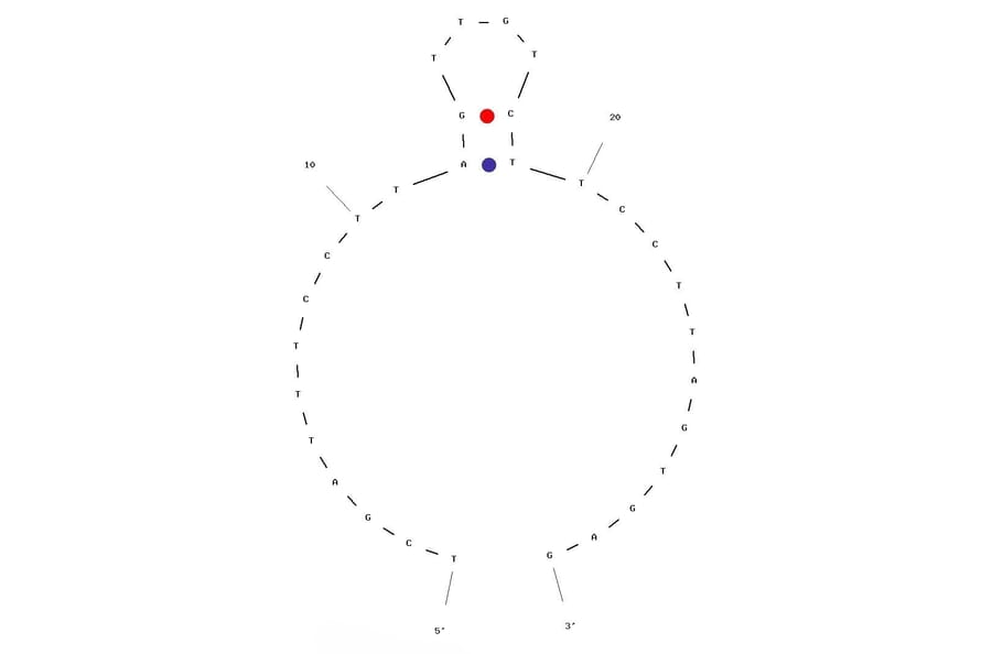 Secondary Structure - Anti-FLAG Tag Aptamer (Biotin) (A320894) - Antibodies.com