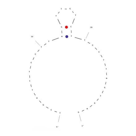 Secondary Structure - Anti-FLAG Tag Aptamer (Biotin) (A320894) - Antibodies.com