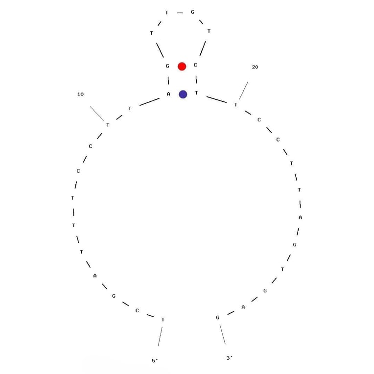 Secondary Structure - Anti-FLAG Tag Aptamer (Biotin) (A320894) - Antibodies.com