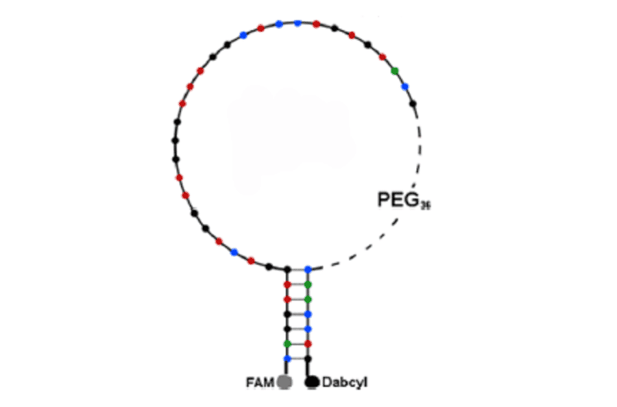 Secondary Structure - Anti-His Tag Aptamer [aptabeacon] (Biotin) (A320895) - Antibodies.com
