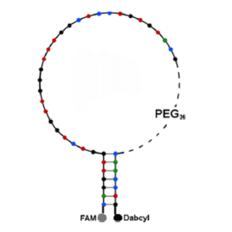 Secondary Structure - Anti-His Tag Aptamer [aptabeacon] (Biotin) (A320895) - Antibodies.com