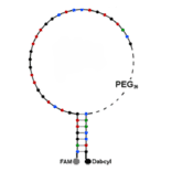 Secondary Structure - Anti-His Tag Aptamer [aptabeacon] (Biotin) (A320895) - Antibodies.com