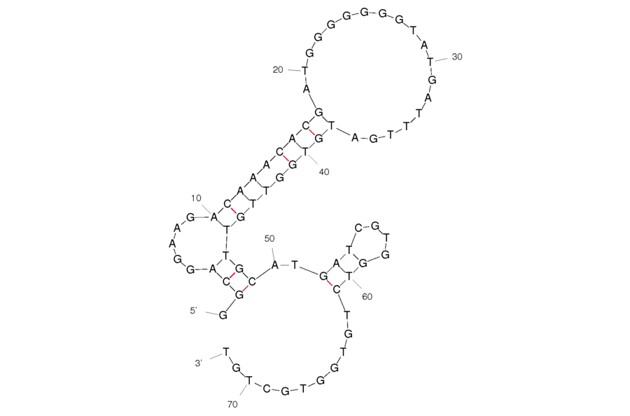 Secondary Structure - Anti-C Reactive Protein Aptamer [CRP] (Biotin) (A320896) - Antibodies.com