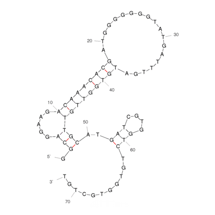 Secondary Structure - Anti-C Reactive Protein Aptamer [CRP] (Biotin) (A320896) - Antibodies.com