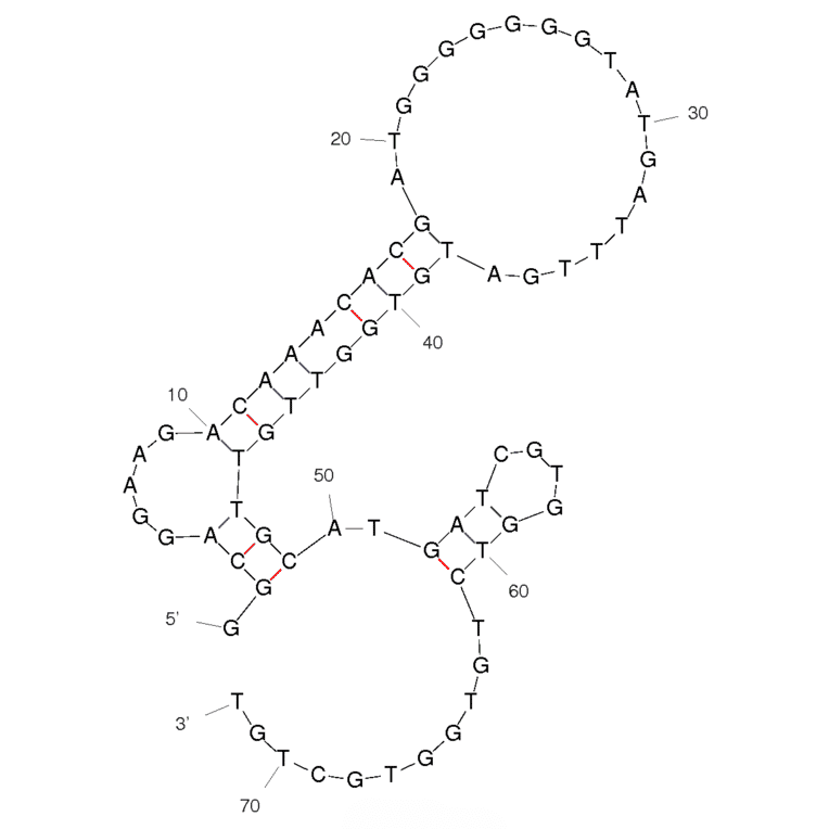 Secondary Structure - Anti-C Reactive Protein Aptamer [CRP] (Biotin) (A320896) - Antibodies.com