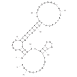 Secondary Structure - Anti-C Reactive Protein Aptamer [CRP] (Biotin) (A320896) - Antibodies.com