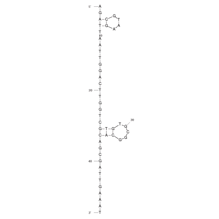 Secondary Structure - Anti-Histone H4 (acetyl K16) Aptamer (Biotin) (A320898) - Antibodies.com
